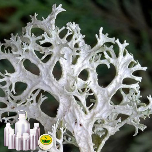 Oakmoss Absolute Oil