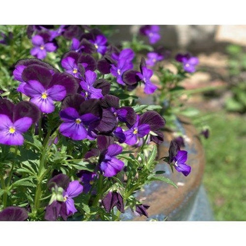Rosemary Orris Route Absolute Oil, For Personal