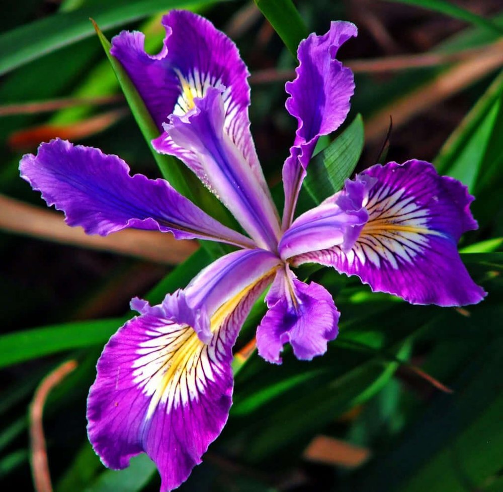 Orris Oil, For Aromatherapy