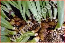 Orris Root Absolute Oil