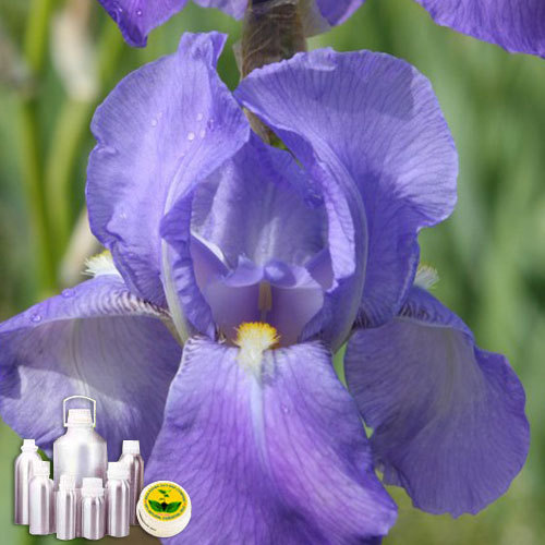 Orris Root Absolute Oil