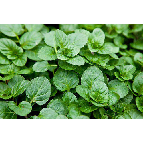 Mentha Citrata Oil