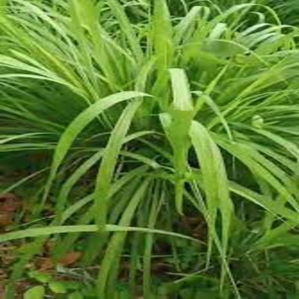 Liquid Jamarosa Root Oil