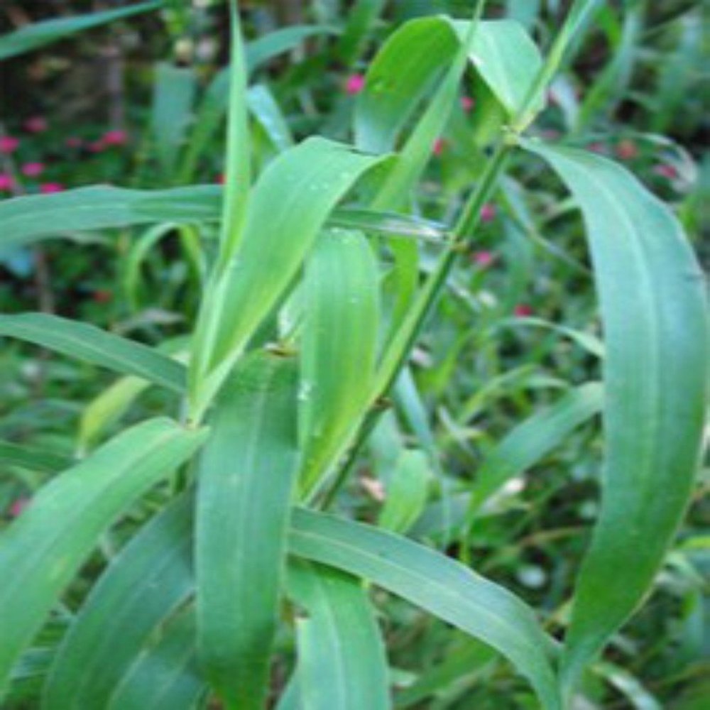 Liquid Jamarosa Root Oil