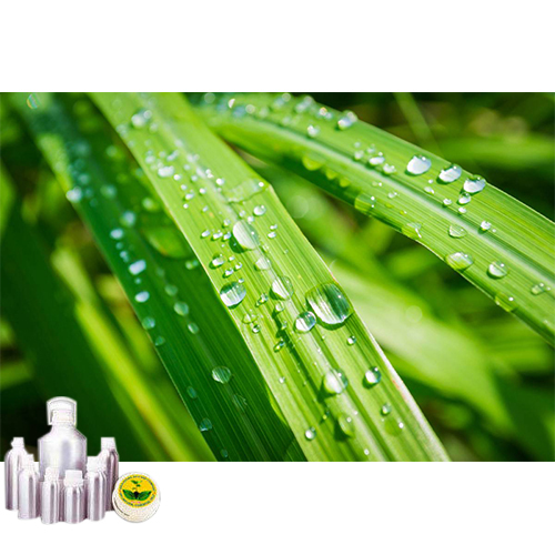 Jamarosa Oil