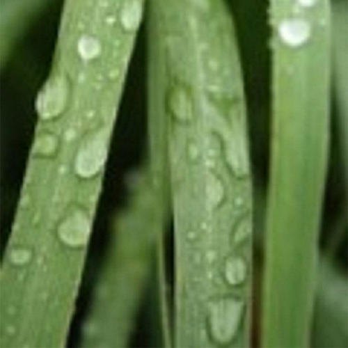 Jamarosa Oil