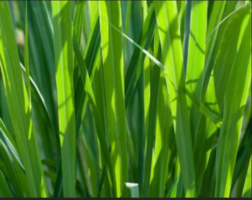 liquid Cymbopogon Nardus jamarosa oil, For Pharma