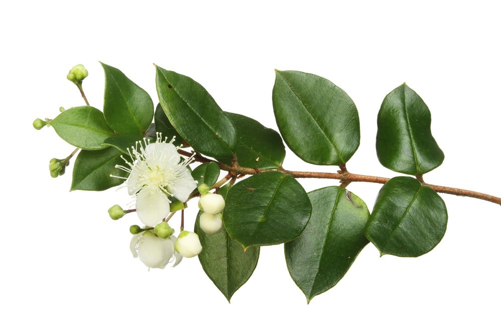 Myrtus communis Myrtle Oil, For Aromatherapy