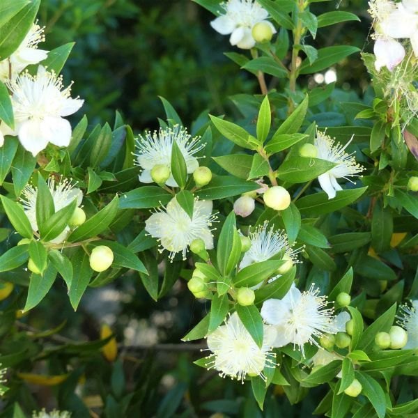liquid form Myrtus Myrtle Oil, For Aromatherapy