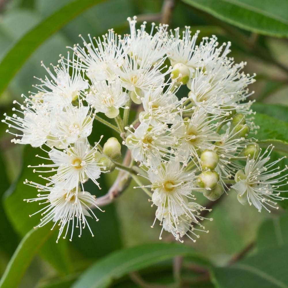 Steam Distillation Green Myrtle Oil, For Liquid