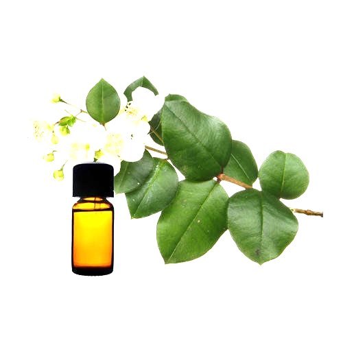 Myrtle Oil