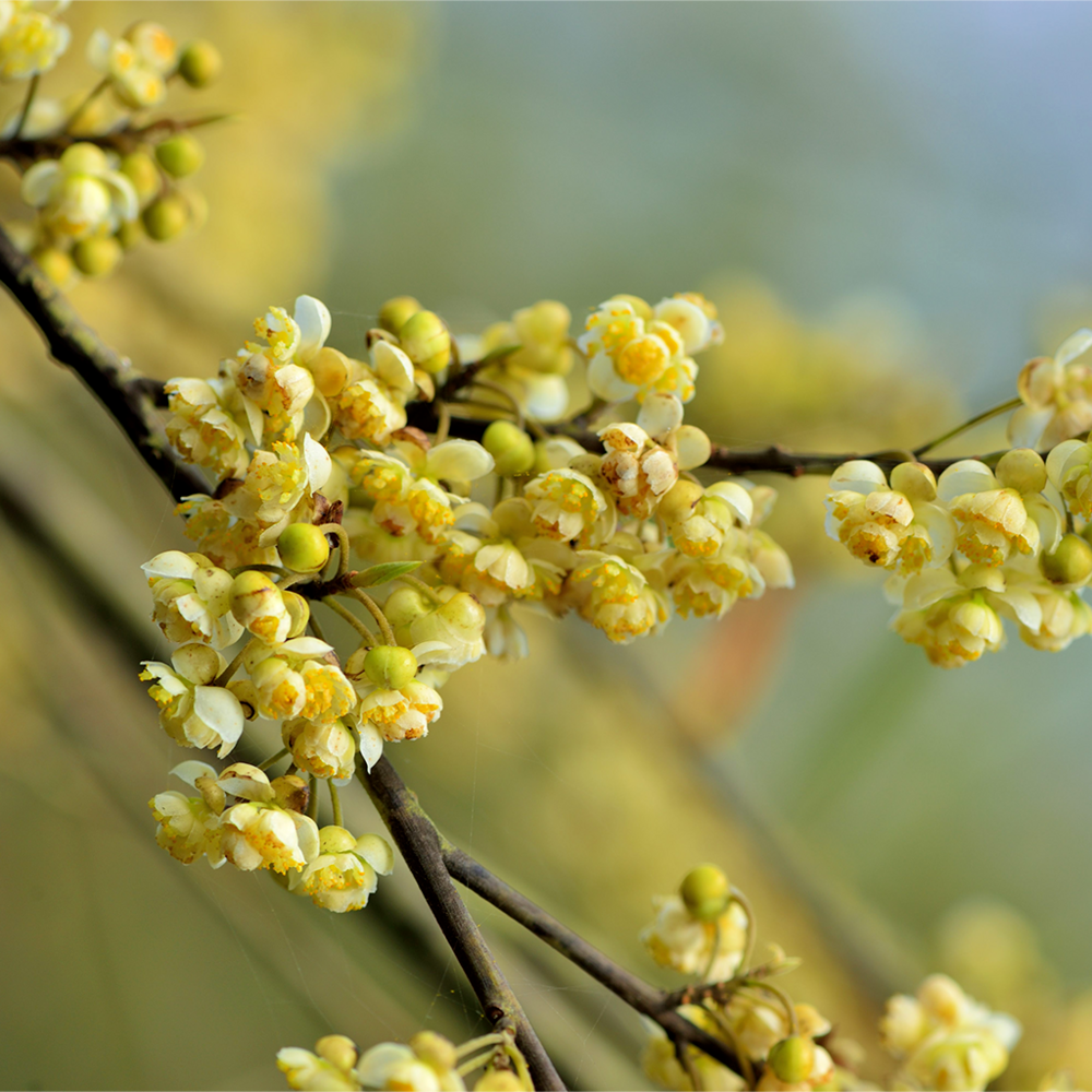 Liquid Litsae cubeba Litsea Cubeba Oil, Natural, for Pharma