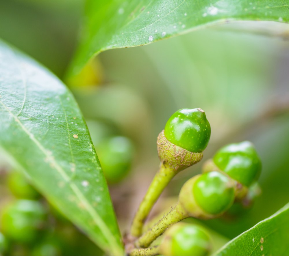 KATYANI EXPORTS Litsea Cubeba Oil