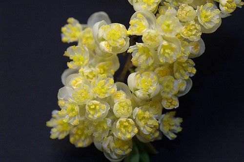 100% Pure Litsea cubeba May Chang Oil, For Aromatherapy