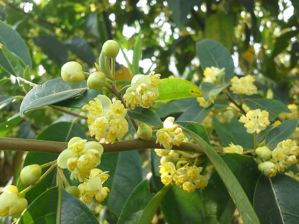 Litsea Cubeba Oil