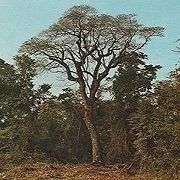 Balsam Peru