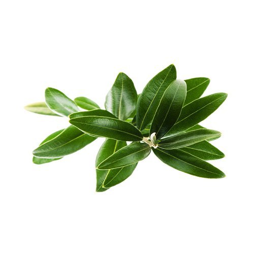 Liquid leaf Copaiba Essential Oil