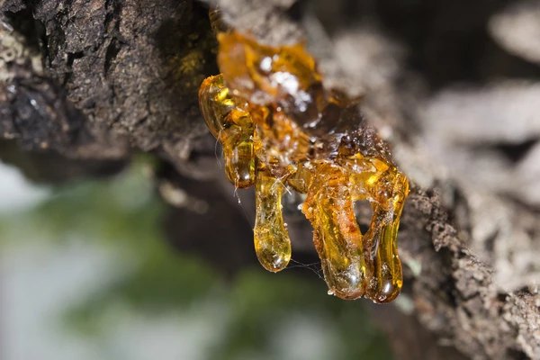 Light Yellow Copaiba Oil for Fragrance