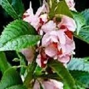 Balsam Copaiba Oil