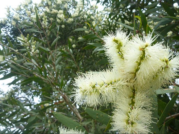 Katyani Exports Niaouli Oil