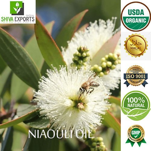 Steam Distillation Niaouli Oil, Leaf, Packaging Size: Aluminum Bottles