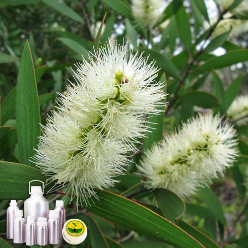 Niaouli Oil