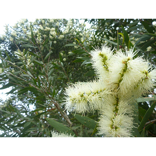 Niaouli Essential Oil