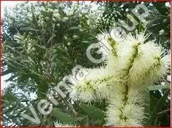 Niaouli Essential Oil