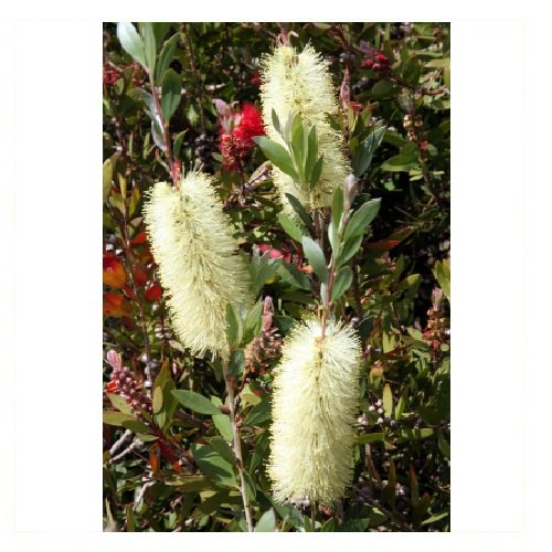 Pale Yellow NAL Niaouli Essential Oil