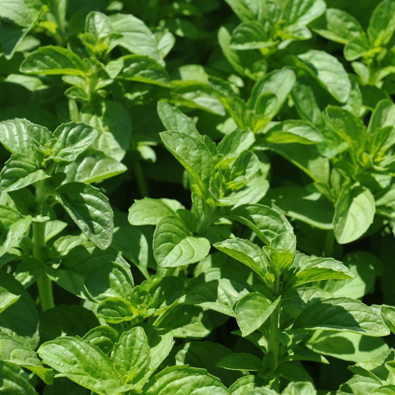 Pennyroyal Oil