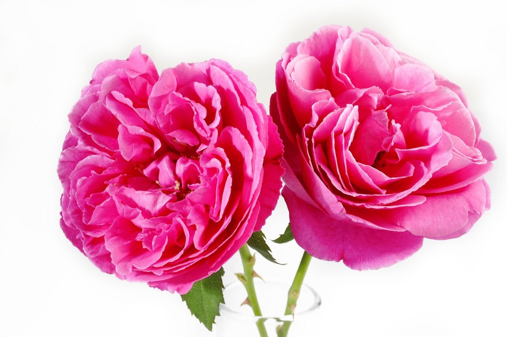Rose Absolute Oil