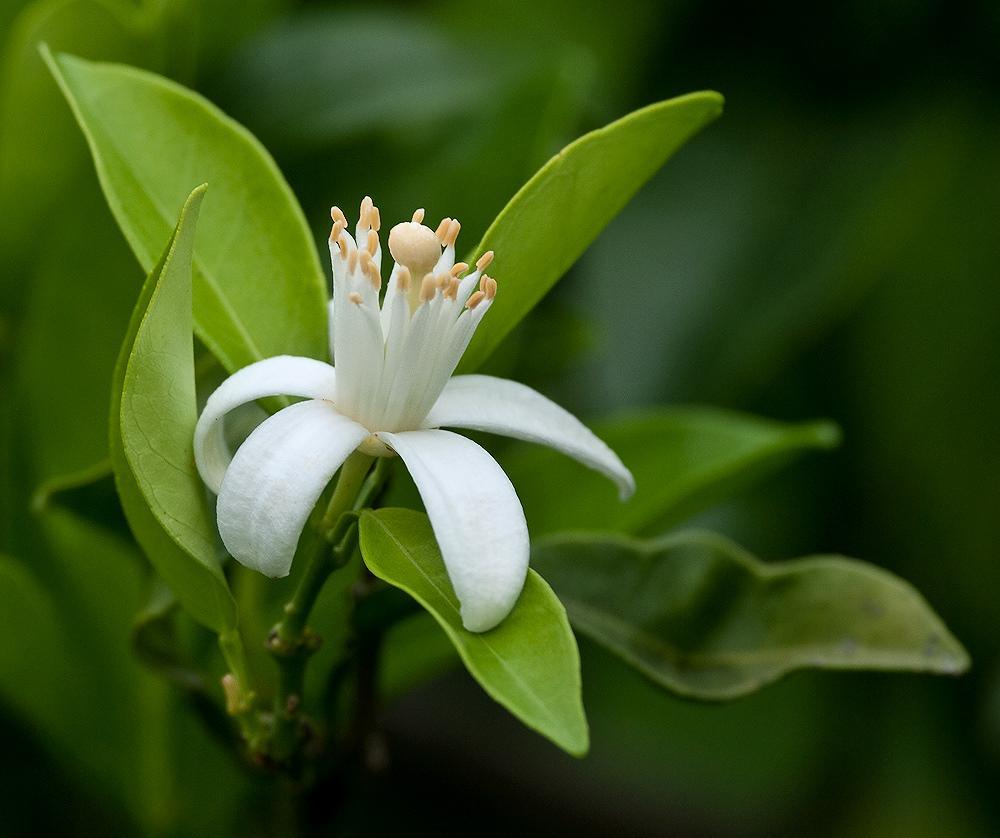 Neroli Oil Fragrance