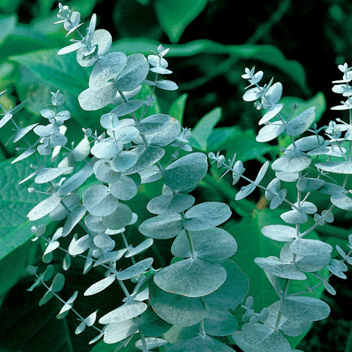 Eucalyptus Oil Fragrance