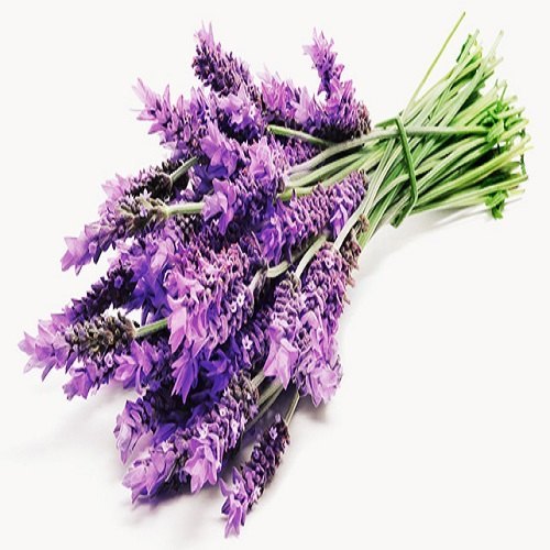 Lavender Medicinal Oil, 1kg To 180kg