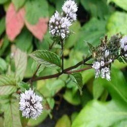 Mint Piperita Oil