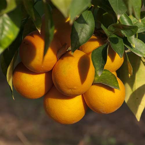 Sweet Orange Oil