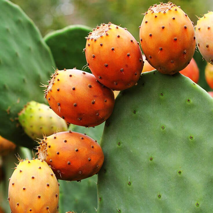 Prickly Pear Seed Oil