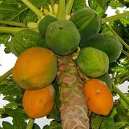 Pale Yellow Fresh Abyssinian Crambe Seed Oil for Medical