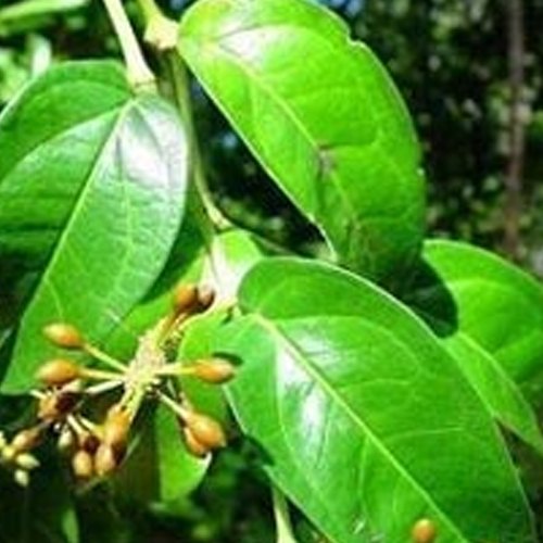 Katyani Exports Piper cubeba Cubeb Oil