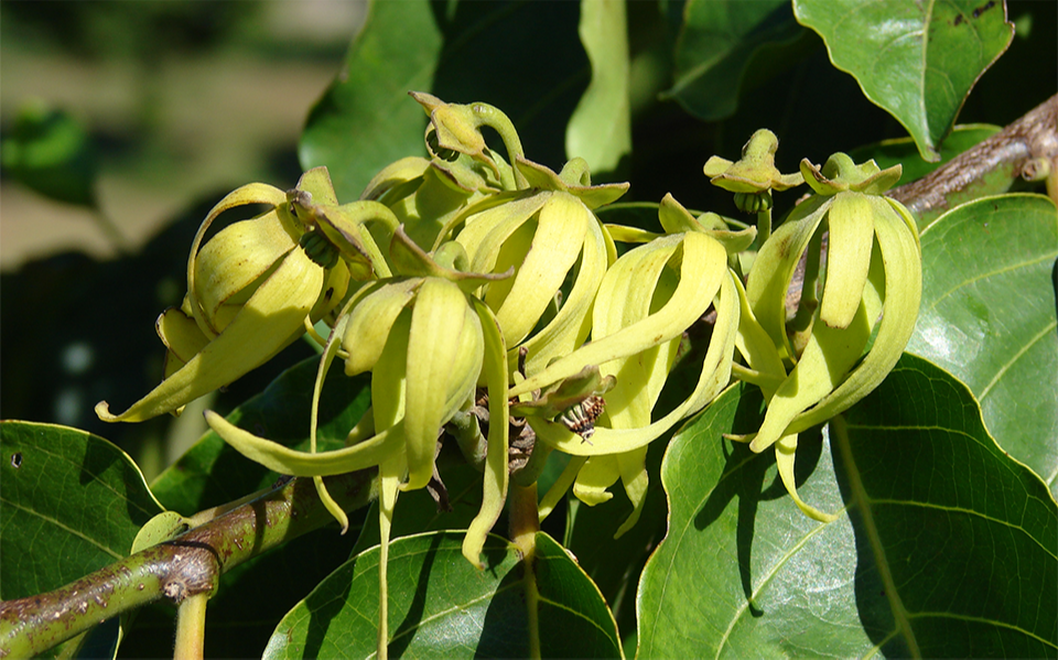Kanta Leaf Cananga Java Oil, 1-80 Kg, Packaging Type: Bottle And Drum