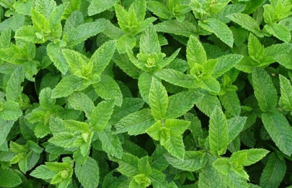 Made In India colorless Liquid Steam Distillation Peppermint Essential Oil, For Medicine And Massage