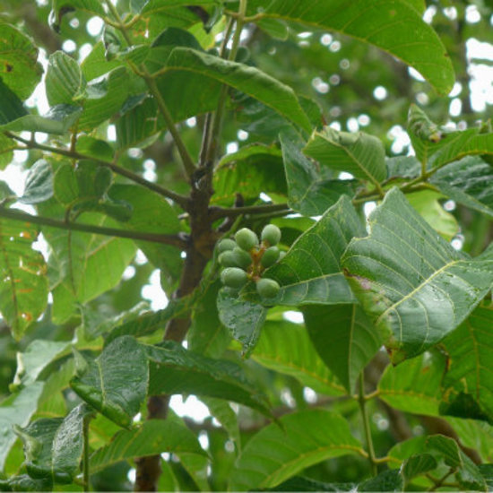 Canarium Luzonicum Leaves Elemi Pure Essential Oil, For Skin Care