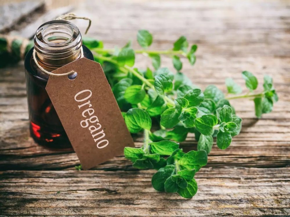 Oregano Oil Manufacturer