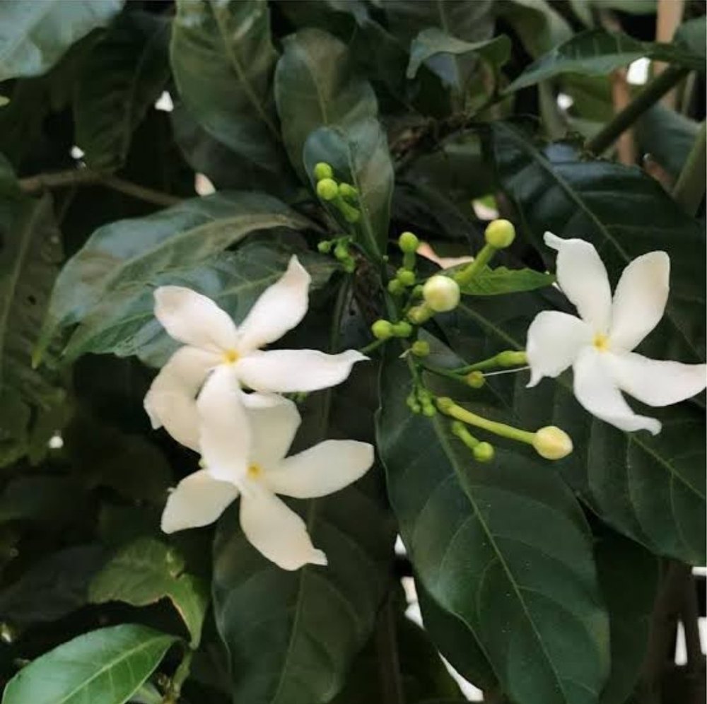 Jasmine Oil (chamelie Ka Tail)