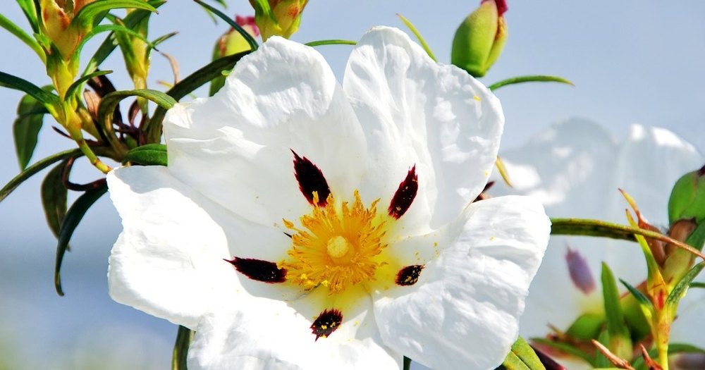 Steam Distillation Cistus ladanifer Labdanum Oil, For Multi Purpose