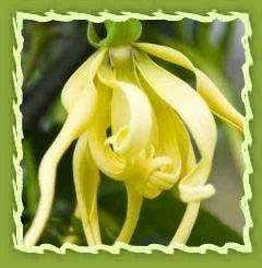 Ylang Ylang Oil (cannaga Odorata)