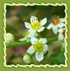 Frankincense Essential Oil (Trigonella foenum)