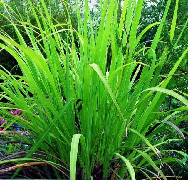 Cymbopogon martinii Flowers Palmarosa Oil