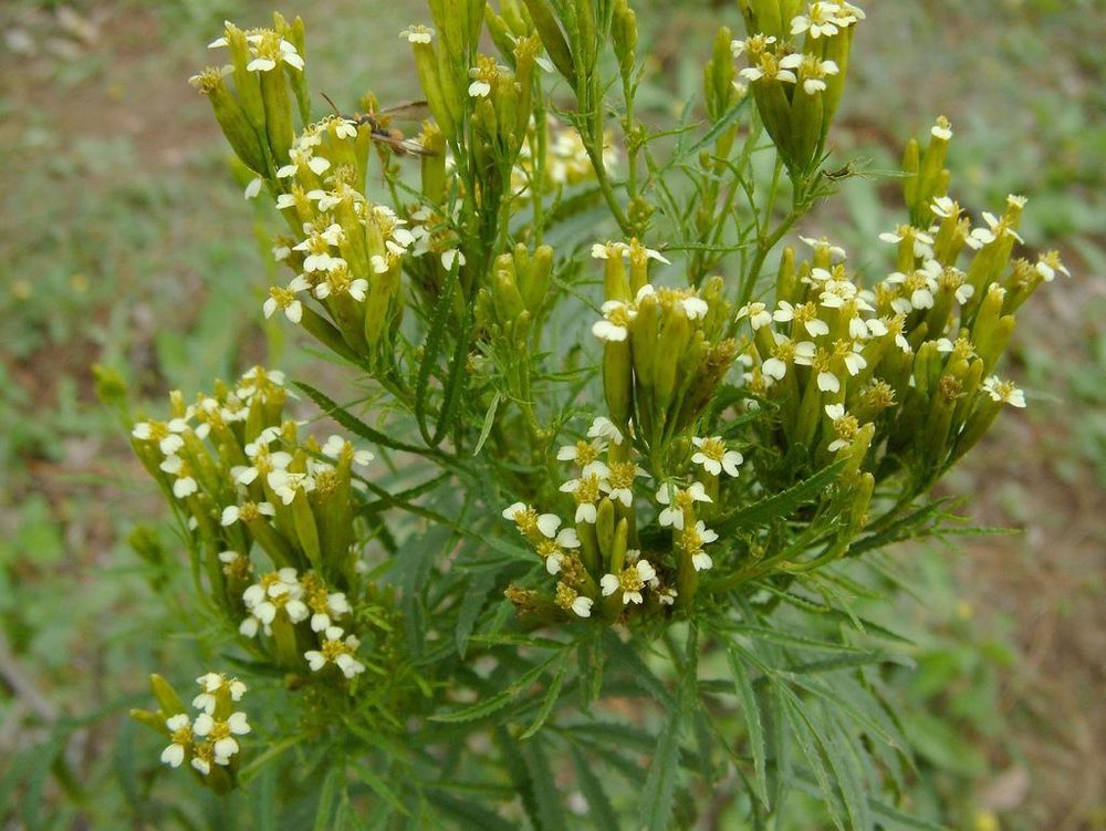 Nagarmotha Oil