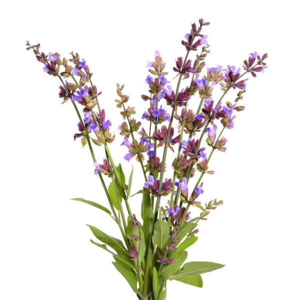 Pale Yellow Steam Distillation Clary Sage Essential Oil, For Aromatherapy